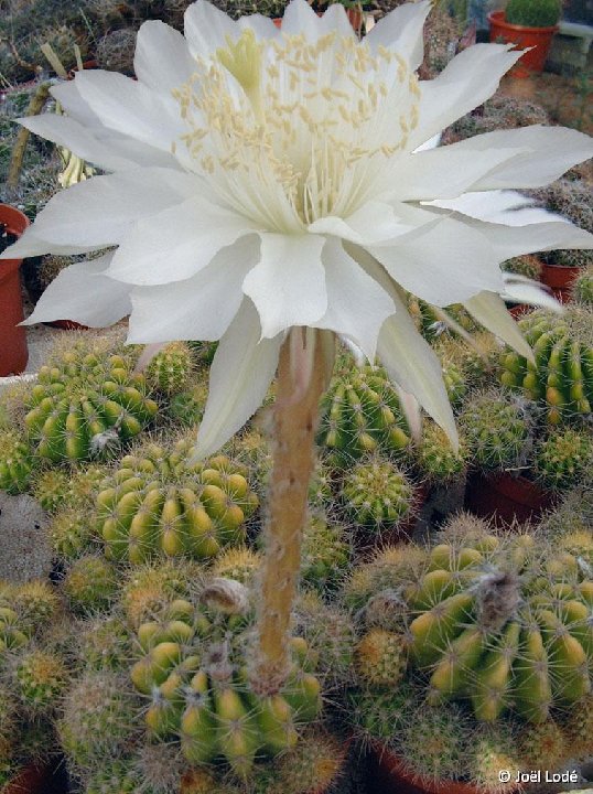 Echinopsis calochlora JLcoll.1403